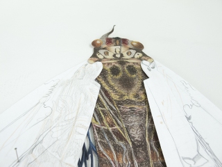 Carien-Vugts_Cicade_detail
