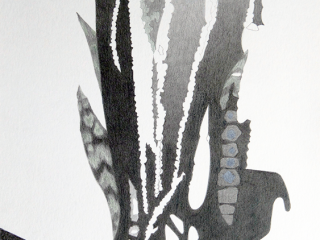 Carien Vugts, Sansevieria, drawing, tekening