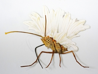 Carien_Vugts_Bloeminsect