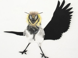 Motacilla-alba-Carien-Vugts