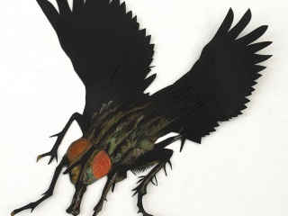 Sarcophaga-carnaria-Carien-Vugts