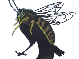 Vespula-erithacus-Carien-Vugts