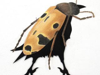 Zonabris-Carien-Vugts